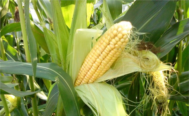 Рязанские аграрии увеличили площади под кукурузой на зерно в 800 раз