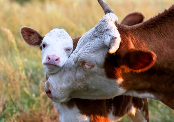 Молочное скотоводство в Рязанской области: племхозов в Александро-Невском  районе  становится больше