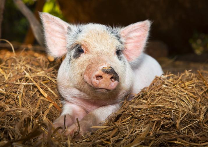 О присвоении всей территории Рязанской области статуса «благополучный» по африканской чуме свиней