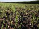 Рязанский филиал Россельхозцентра: озимый сев в регионе проведен качественными семенами