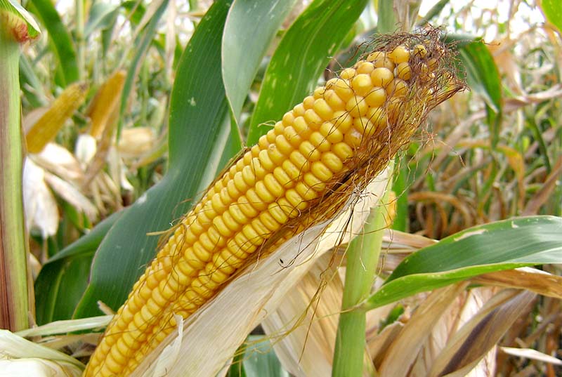 В выращивании кукурузы на зерно рязанские аграрии добиваются превосходных результатов