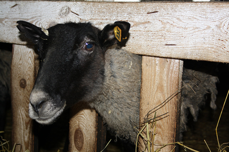 Рязанские овцеводы готовы к Новому году