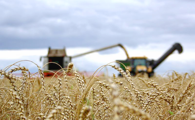 В Рязанской области намолочено более одного миллиона тонн зерна