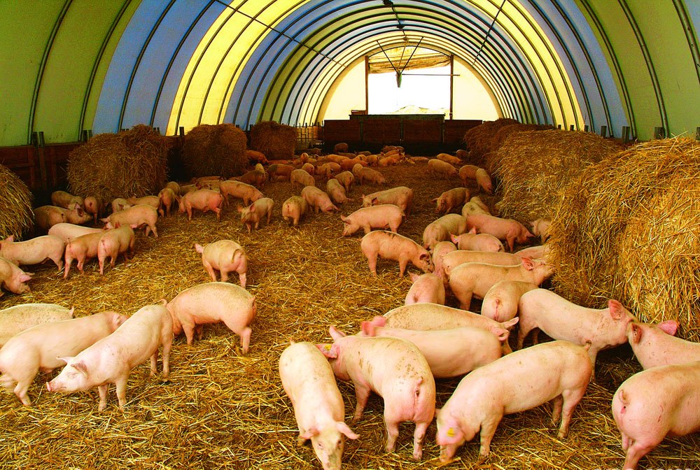 Рязанские аграрии увеличили производство свинины почти на 20%