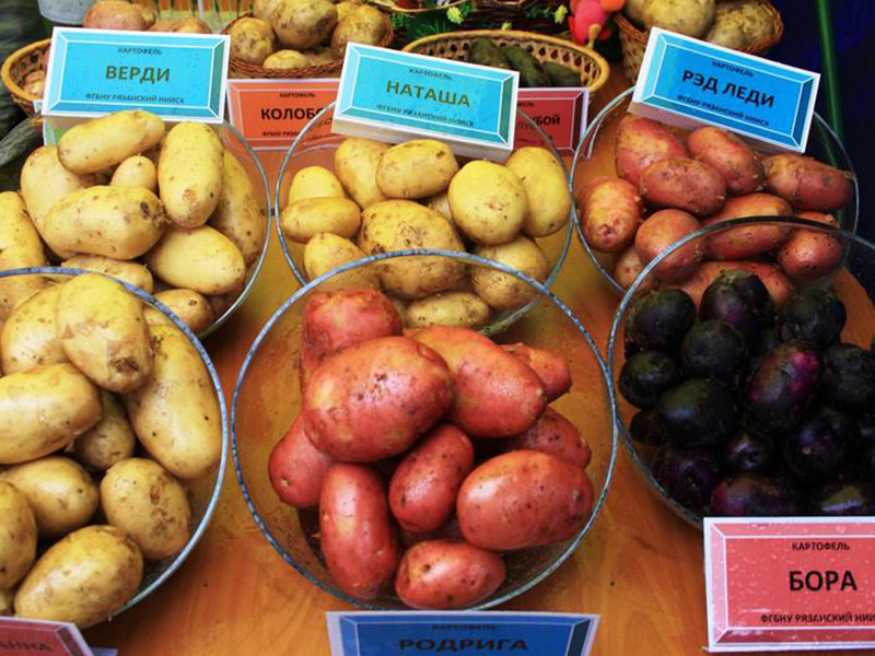 Как вырастить достойный урожай картофеля?