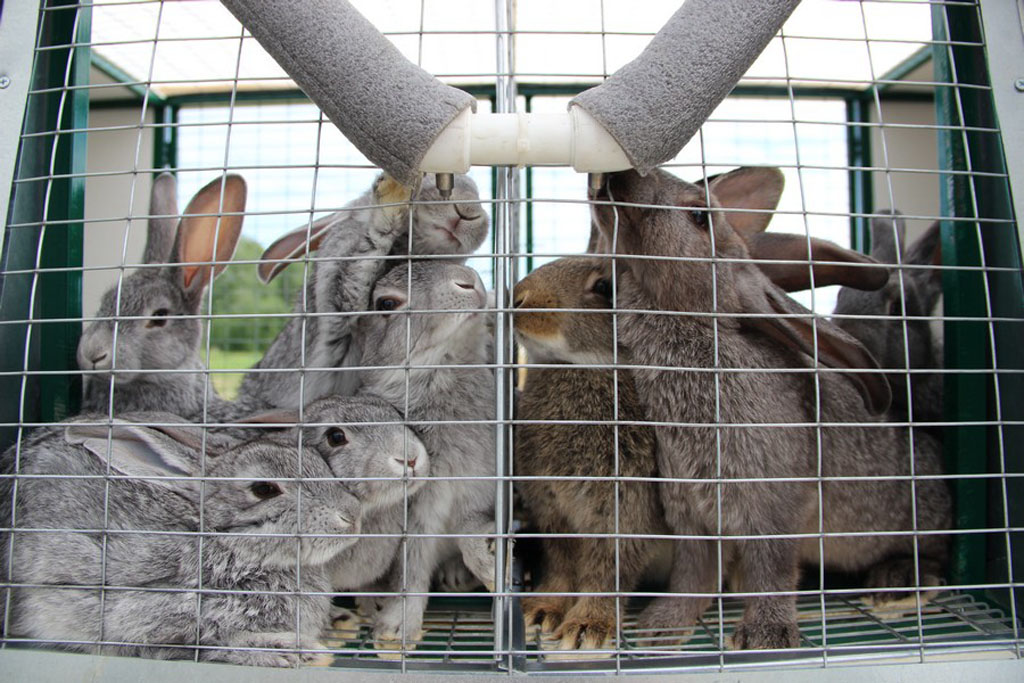 В Касимовском районе успешно развивается кролиководческое фермерское хозяйство
