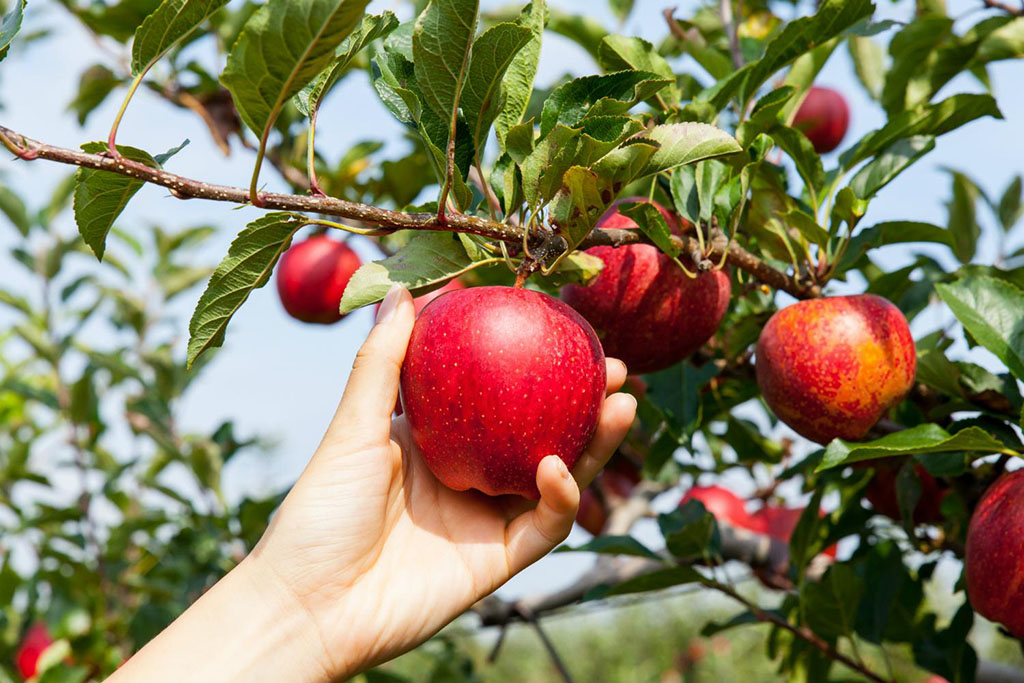 Спасское ООО «Разбердеевское» собрало 20 тонн яблок
