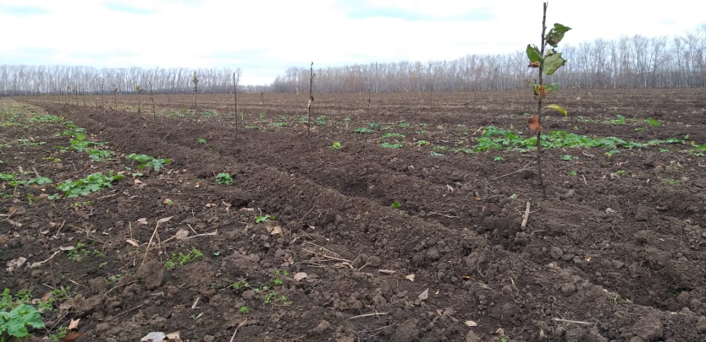 В садоводческих хозяйствах Рязанской области закладывают новые интенсивные сады и ягодники