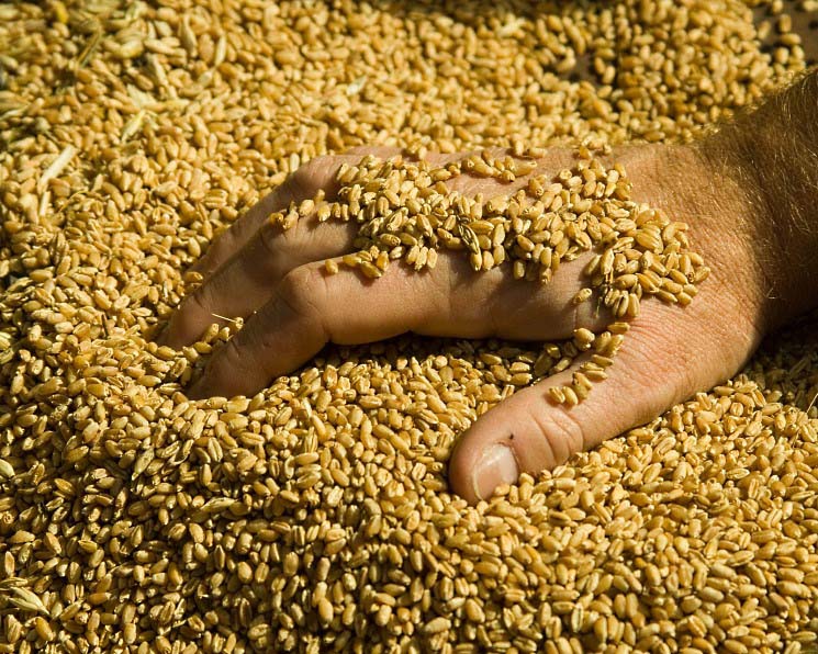 Доля продовольственной пшеницы в 2018 году составила 69,5%