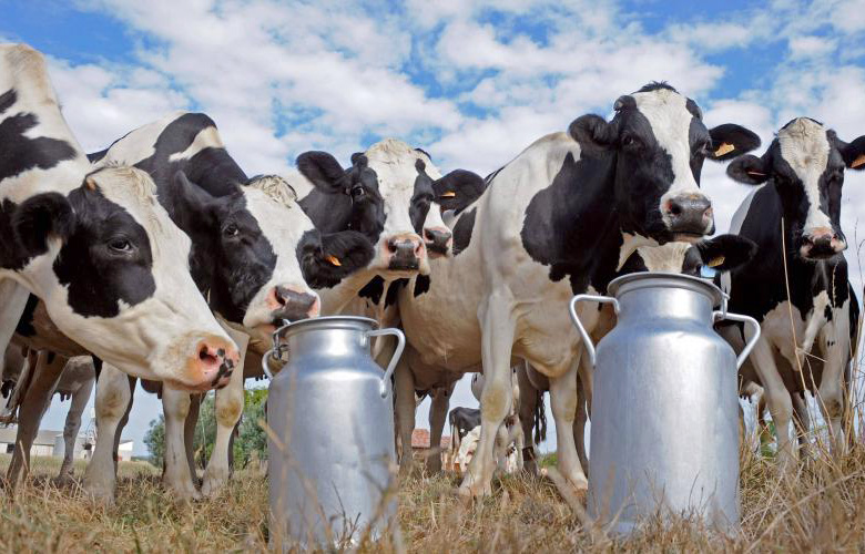 По итогам 8 месяцев производство молока в сельхозпредприятиях Рязанской области увеличено на 5,4%