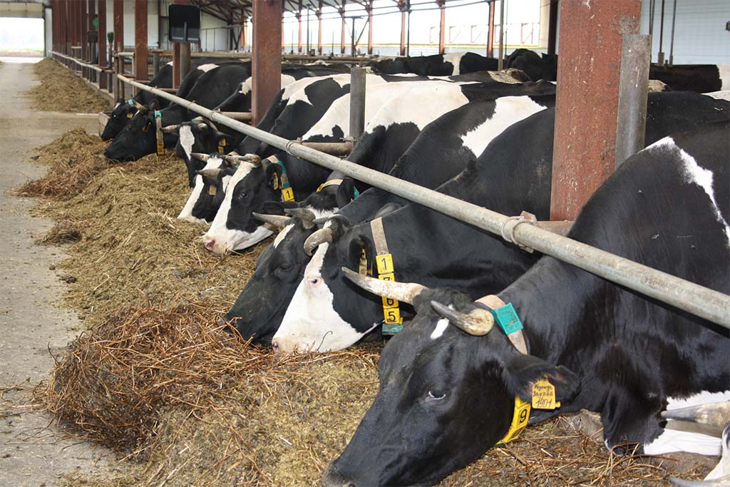 Производство молока в Рязанской области растет за счет продуктивности