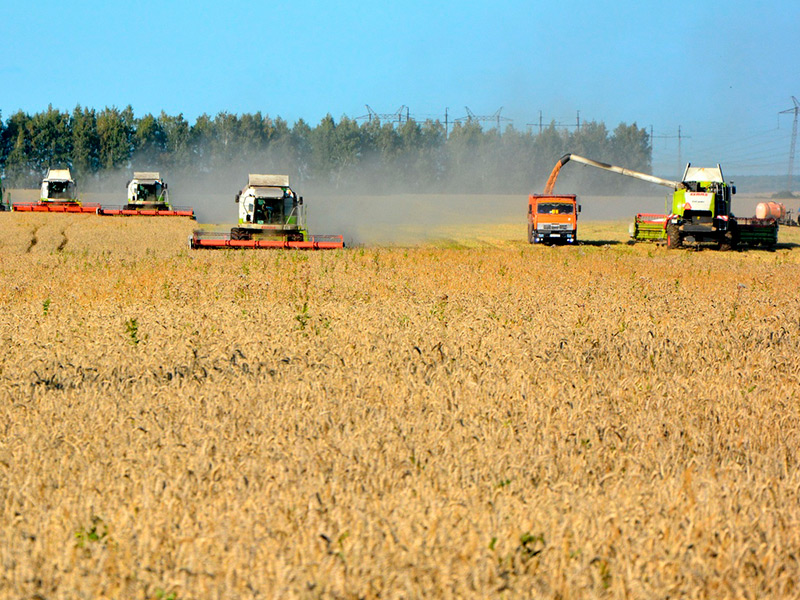 В Кораблинском районе намолочено свыше 100 тысяч тонн зерна