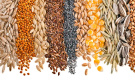 Запасы зерна у российских аграриев в сентябре выросли на 42,5%