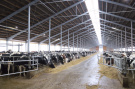 Три рязанские фермы вошли в топ рейтинга наиболее эффективных молочных хозяйств России