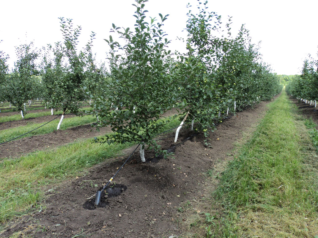 В садоводческих хозяйствах Рязанской области ежегодно увеличивается площадь закладки интенсивных садов и ягодников