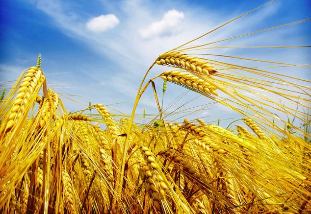 Рынок зерна: в Рязанской области, в России, в мире