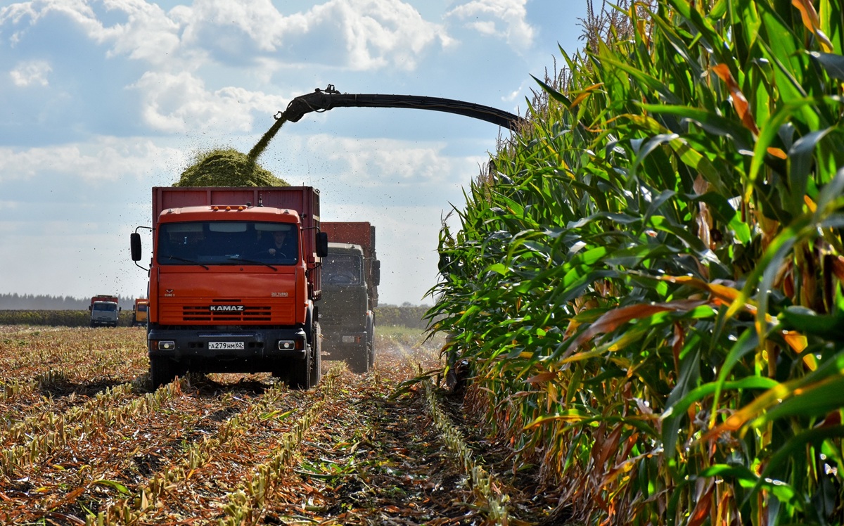 Итоги кормозаготовительной кампании 2025