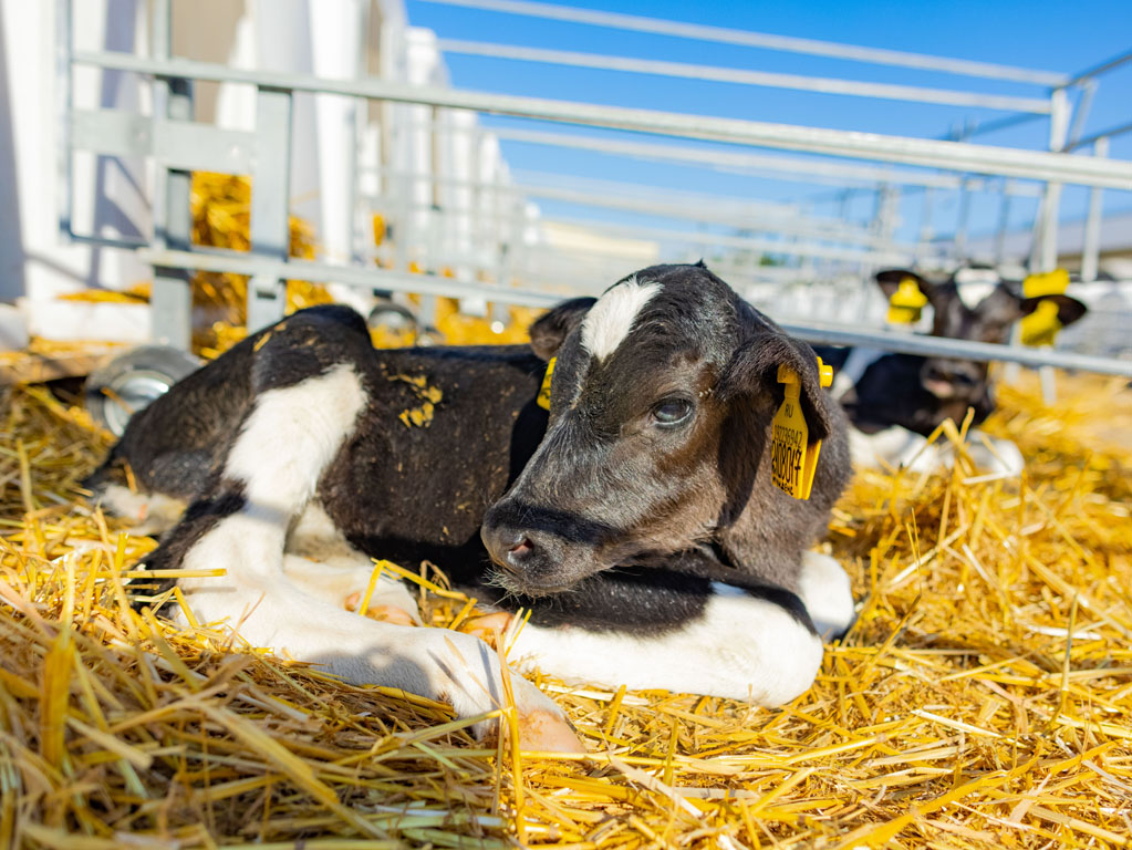 Животноводы Рязанской области увеличили производство молока на 8,5%