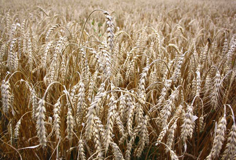 Поздравляем хлеборобов Рязанской области с намолотом миллиона тонн зерна