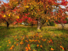 Середина октября – оптимальное время для предзимнего полива сада