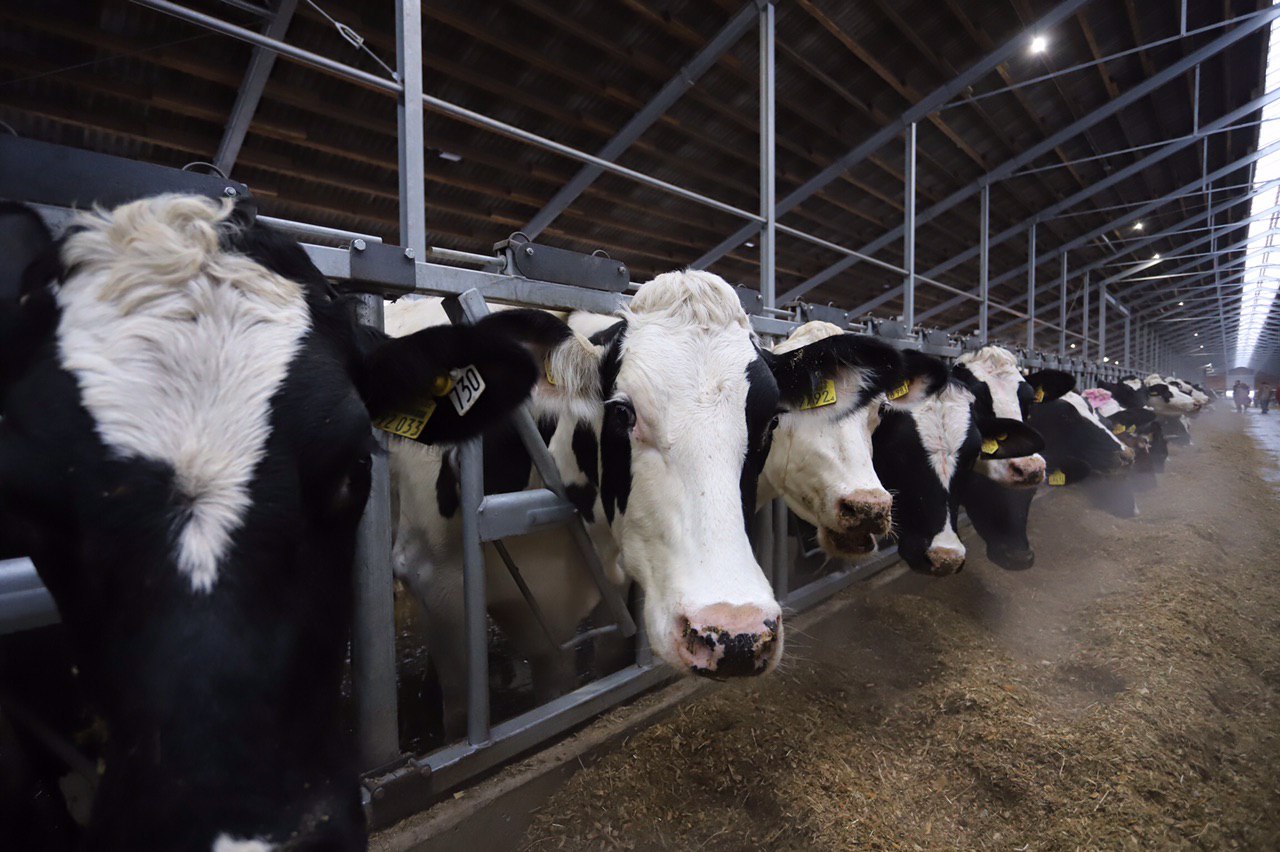 В Рязанской области производство молока выросло более чем на 16%