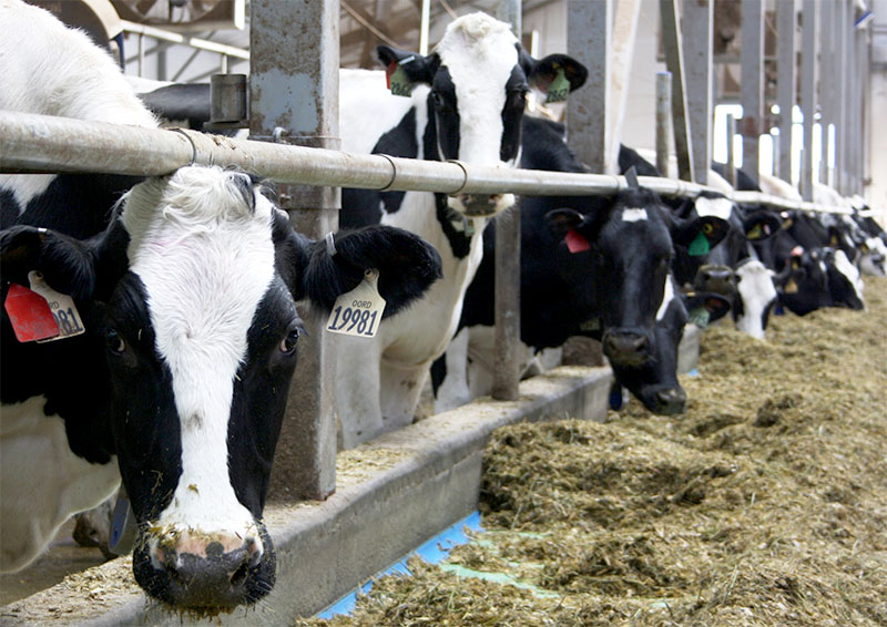 В 2015 году рост производства молока в сельхозпредприятиях Рязанской области составил 3,1%