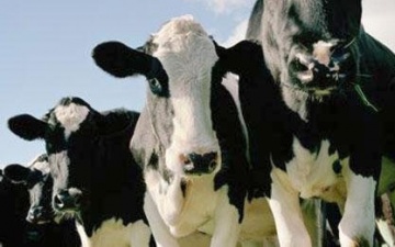 Рязанское стадо пополнилось высокопродуктивным поголовьем из Австралии Рязанское стадо пополнилось высокопродуктивным поголовьем из Австралии