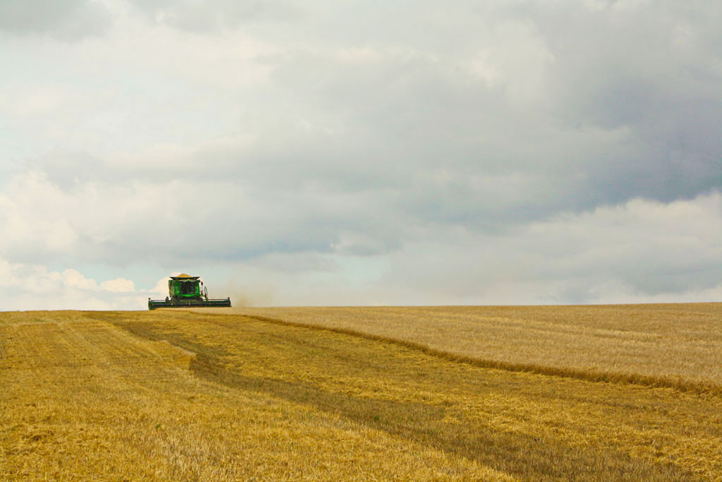 Уборка зерновых и зернобобовых культур в Рязанской области вышла на финишную прямую