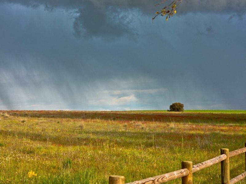 Рязанская область: дождливая погода сдерживает заготовку кормов