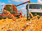 Уборочная кампания продолжается, рязанскими аграриями намолочено более 1 млн. 800 тыс. тонн зерна