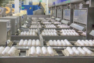 В Рязанской области производство куриных яиц выросло на 5%