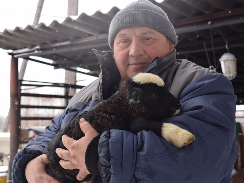 Овцевод из Рязанского района потратит грант на ремонт фермы