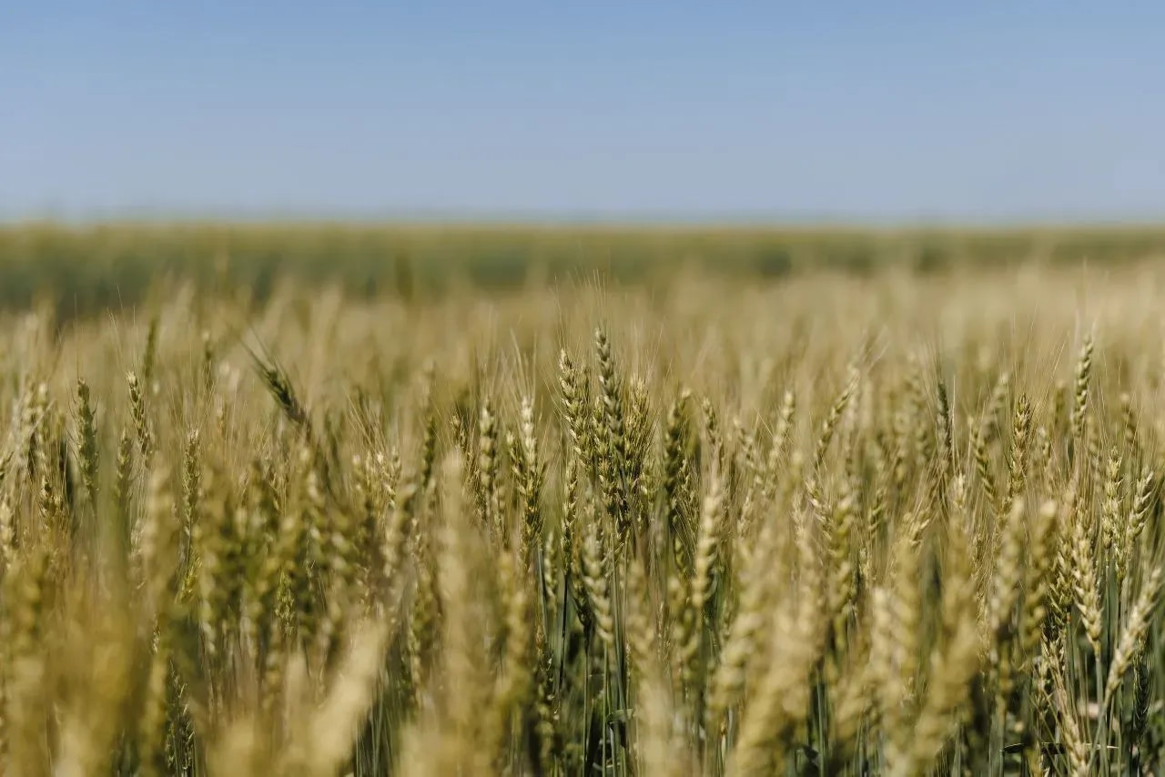 Губернатор Павел Малков поздравил работников агропромышленного комплекса с профессиональным праздником