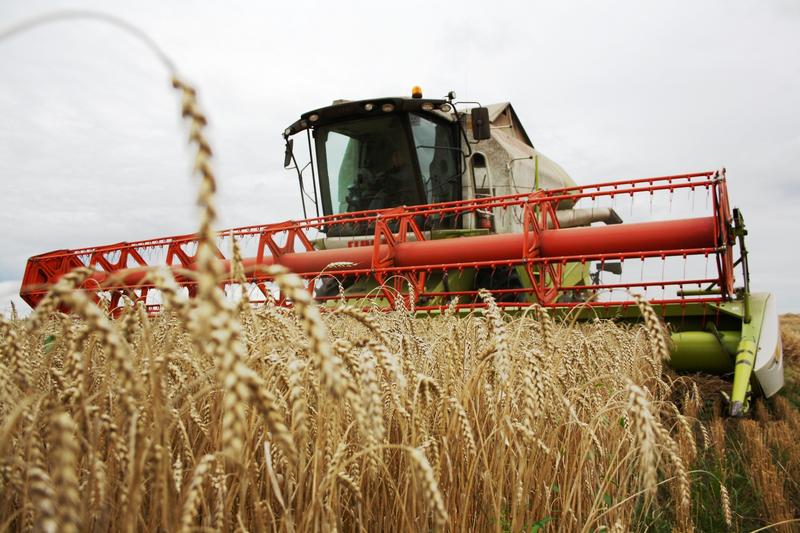 В Рязанской области намолочено около 700 тысяч тонн зерна