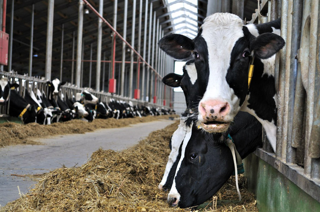 Рязанским сельхозтоваропроизводителям субсидии на молоко выплачены в полном объеме