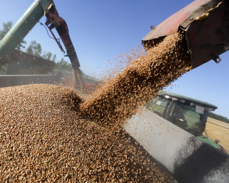 За год цены на пшеницу выросли на 47%