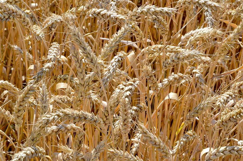 В Рязанской области стартовала уборка зерновых