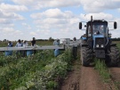 Кабачки из Спасского района едут на московские прилавки