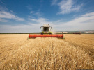 В Рязанской области обмолочено 90% зерновых культур