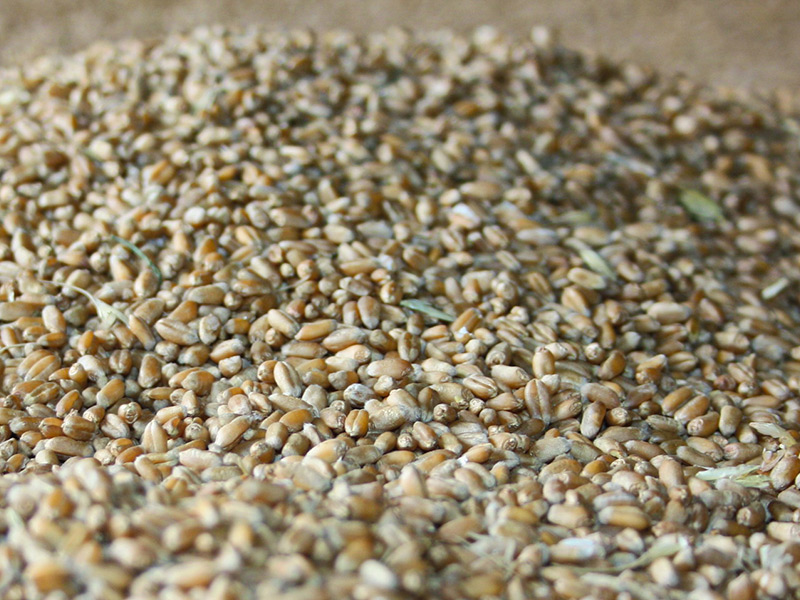 В хозяйствах Рязанской области продолжается подготовка семенного материала к осеннему севу