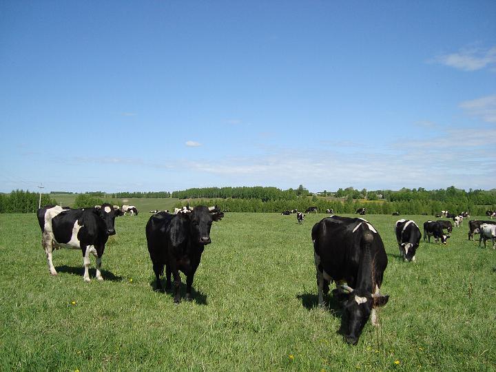 Рекомендации по переводу крупного рогатого скота на летне-пастбищное содержание