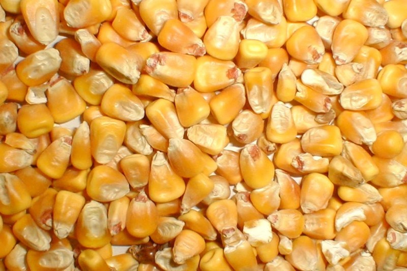 В Рязанской области продолжается уборка подсолнечника и кукурузы на зерно