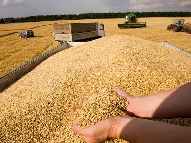 Аграрии Шацкого района Рязанской области намолотили 100 тысяч тонн зерна