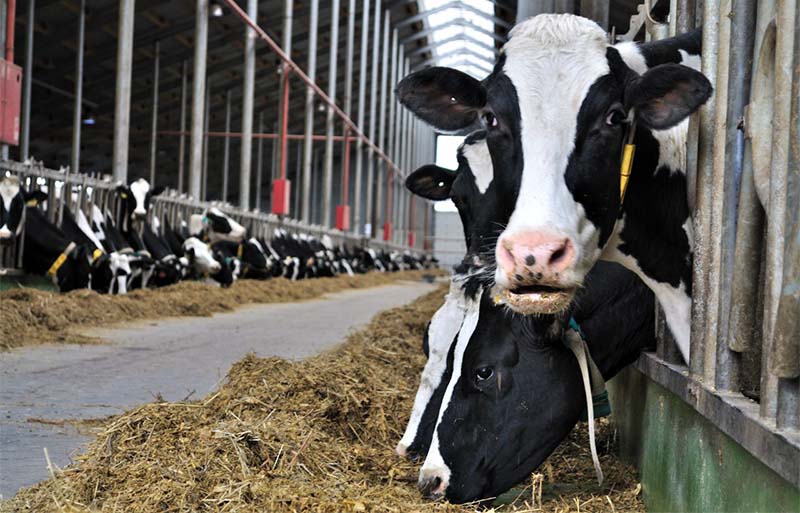 Итоги работы отрасли животноводства за 11 месяцев 2015 года