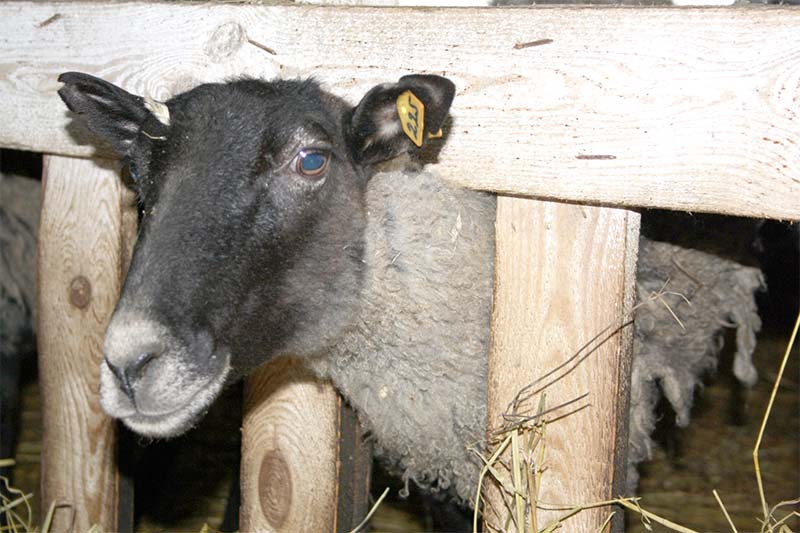 В Рязанской области активно развивается племенное овцеводство