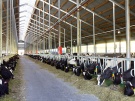 Рязанская область вошла в Топ-30 регионов-лидеров в производстве молока в сельхозпредприятиях в январе-апреле 2018 года