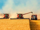В Александро-Невском районе  Рязанской области намолочено  более 100 тысяч тон зерна