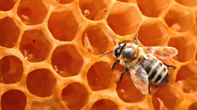 ОАО «Рязанская пчела»: продукты пчеловодства эффективно применяются в косметологии