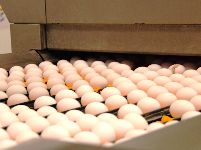 Производство яиц в Рязанской области за три года выросло на 23 %