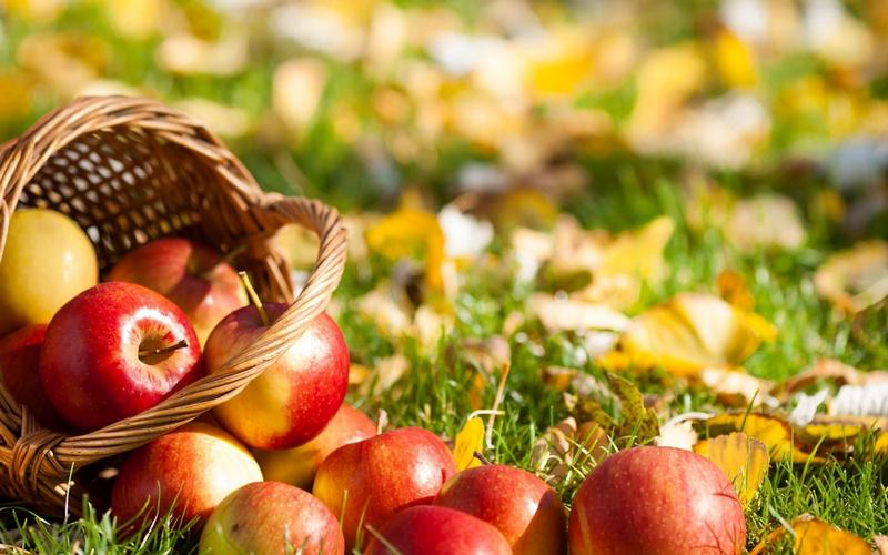 В ООО «Авангард» Рязанского района начался сбор урожая яблок